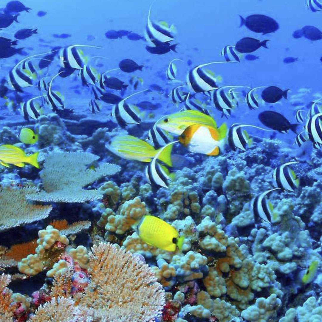Restoring Coral Reefs | Bahamas