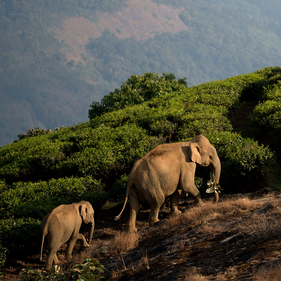 Coexisting With Elephants | Elephant Family