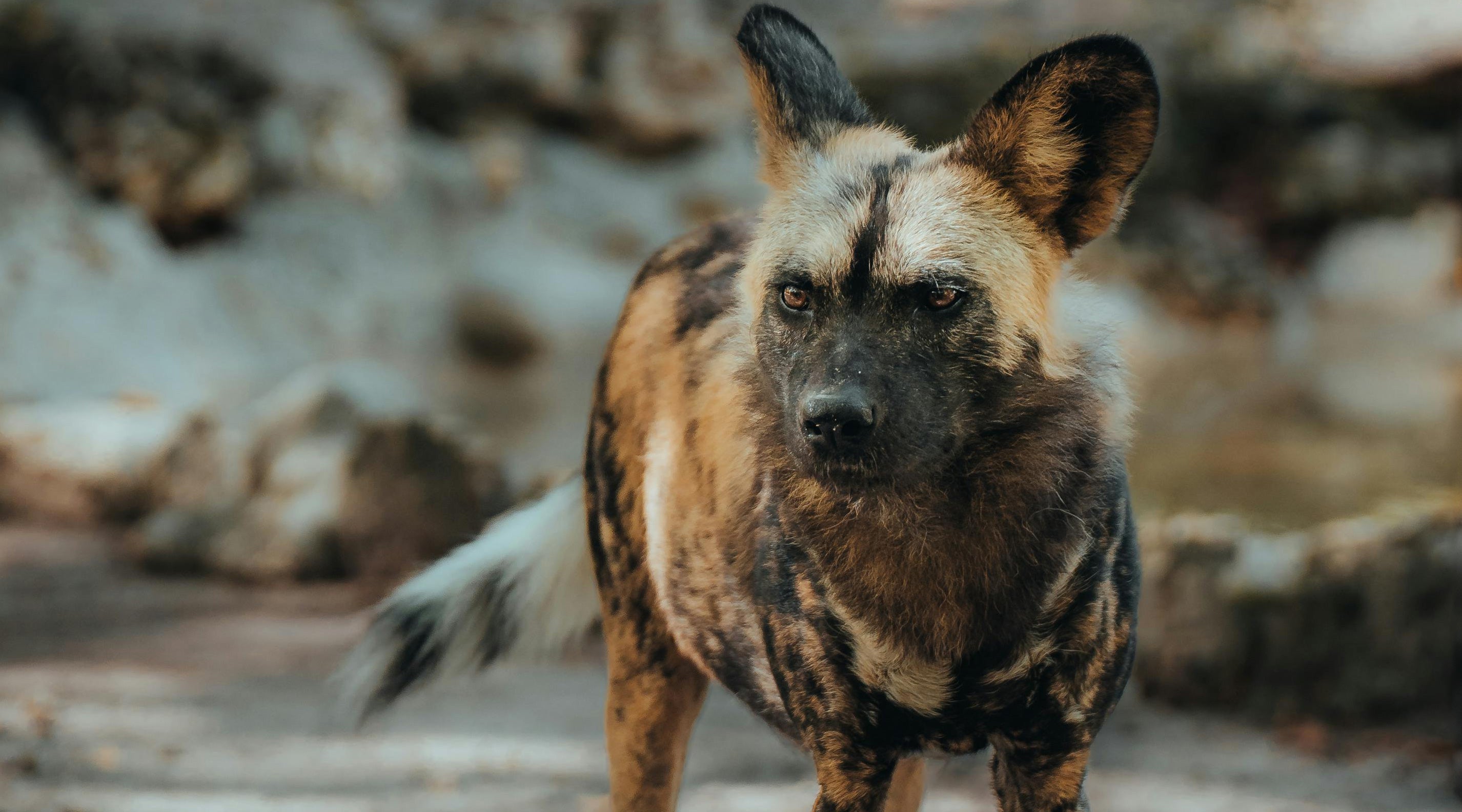 Rescuing Rhinos | Tusk Trust