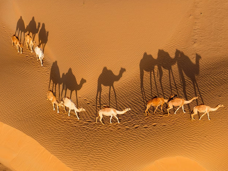 ‘Camel Mirage’ | LOVE BRAND & Co. Original Print