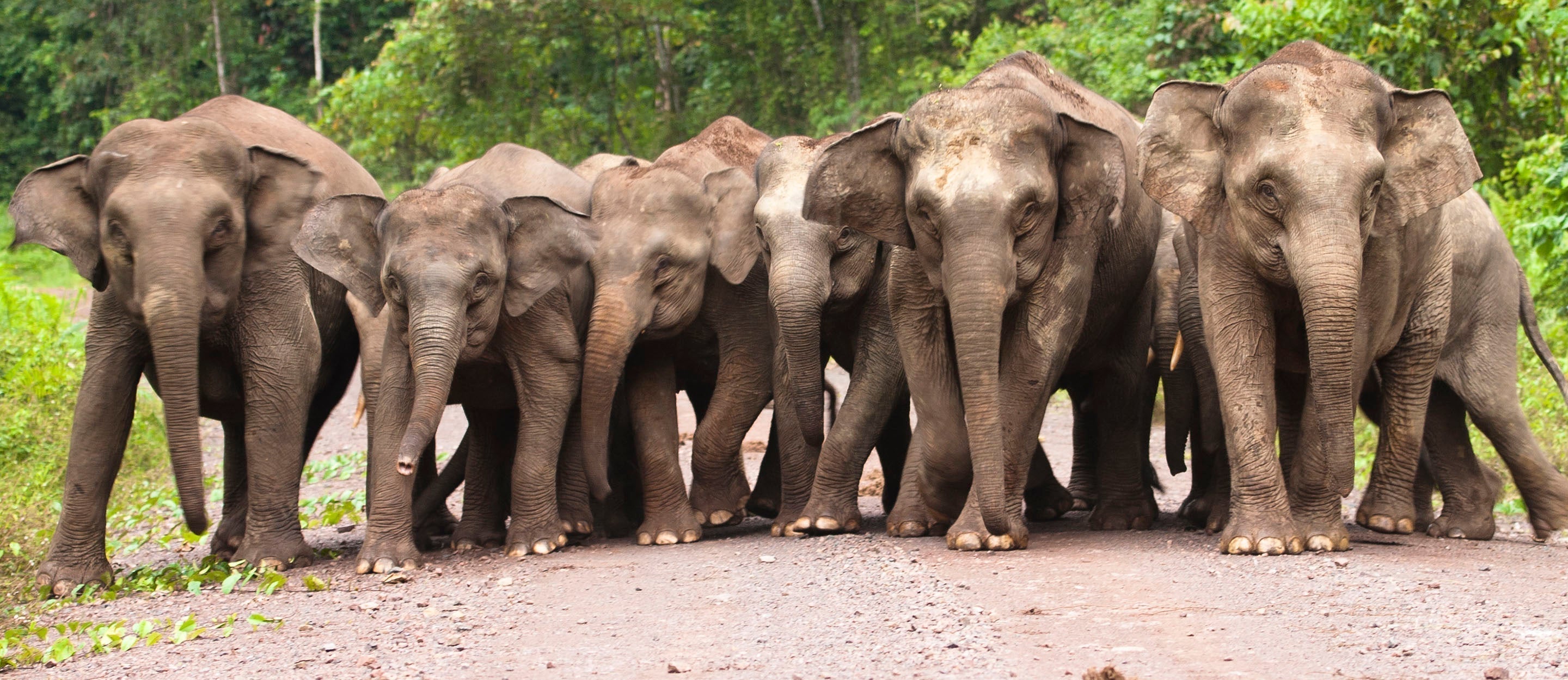 Coexisting With Elephants