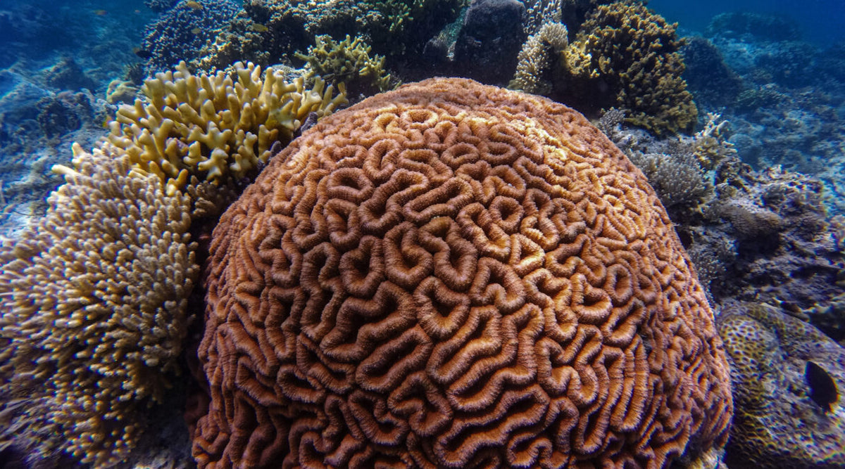 Coral reefs underwater