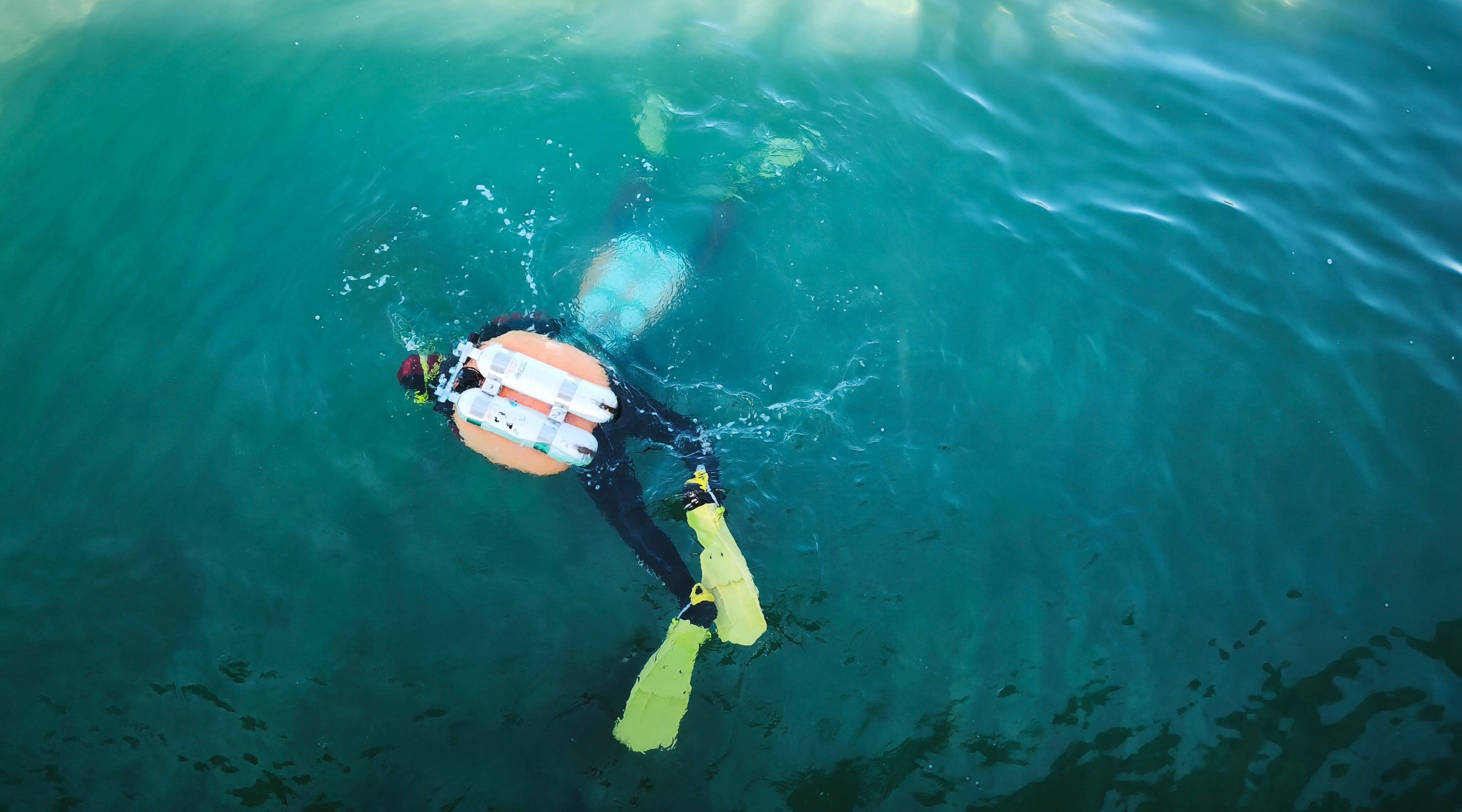 Divers restoring posidonia seagrass