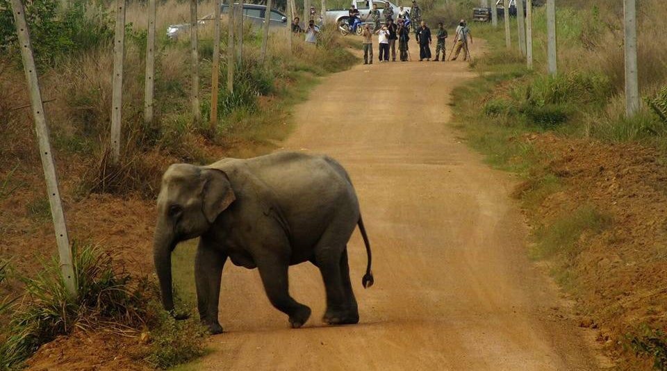 Dulu Borah | Spotlight with Sir David Attenborough