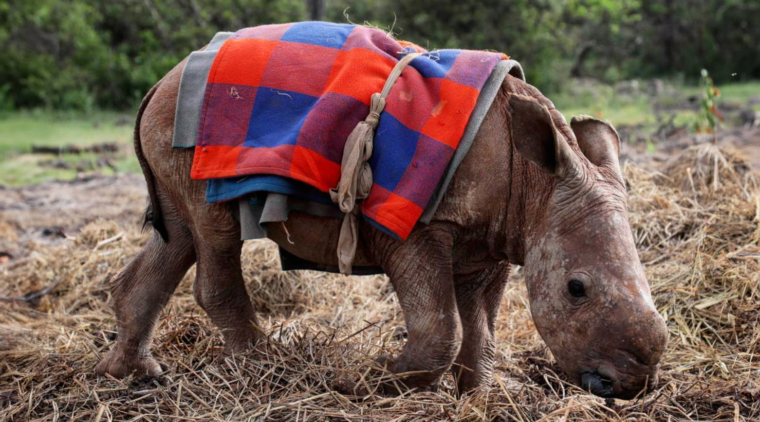 Meet Maarifa the Rhino