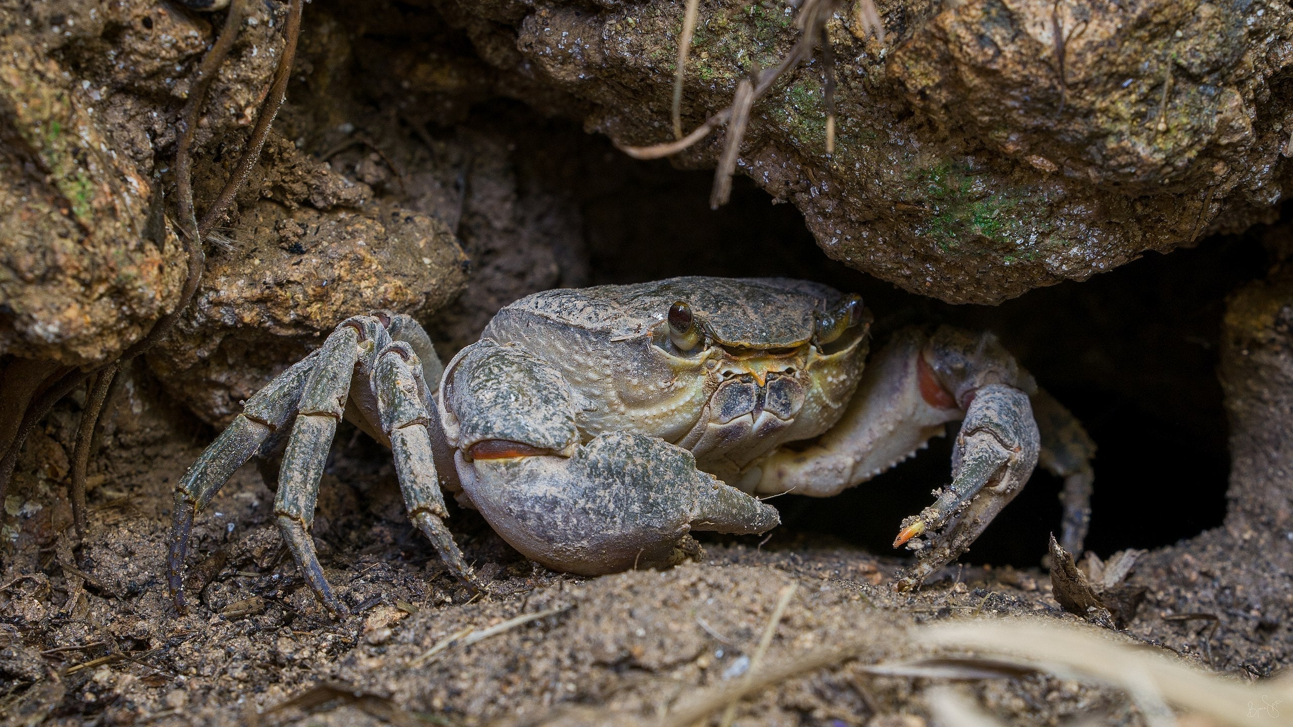 The Crabs of Malta | Supporting the Malta Environment Foundation