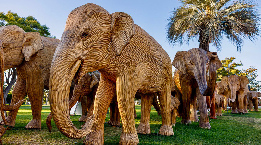 The Great Elephant Migration | The Final Stop