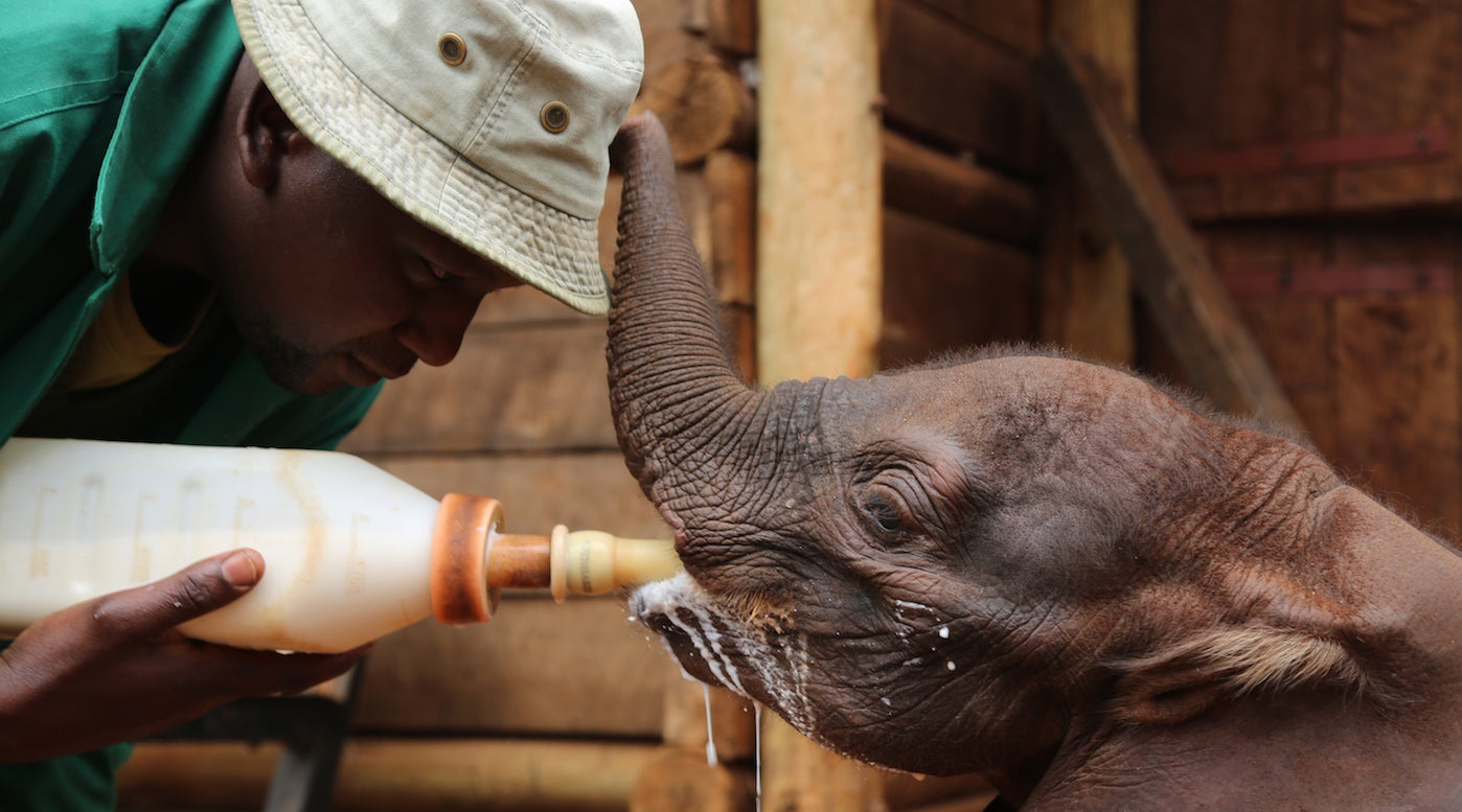 The Sheldrick Wildlife Trust Elephants