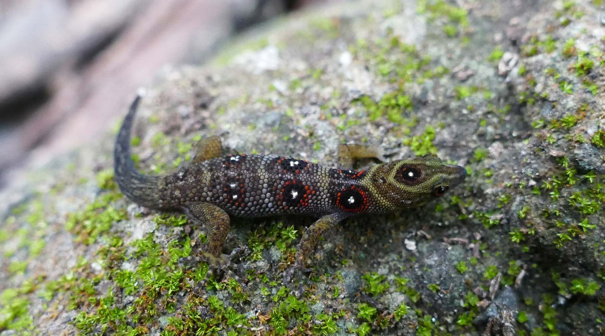 Rescuing Reptiles | St. Vincent & The Grenadines Environment Fund