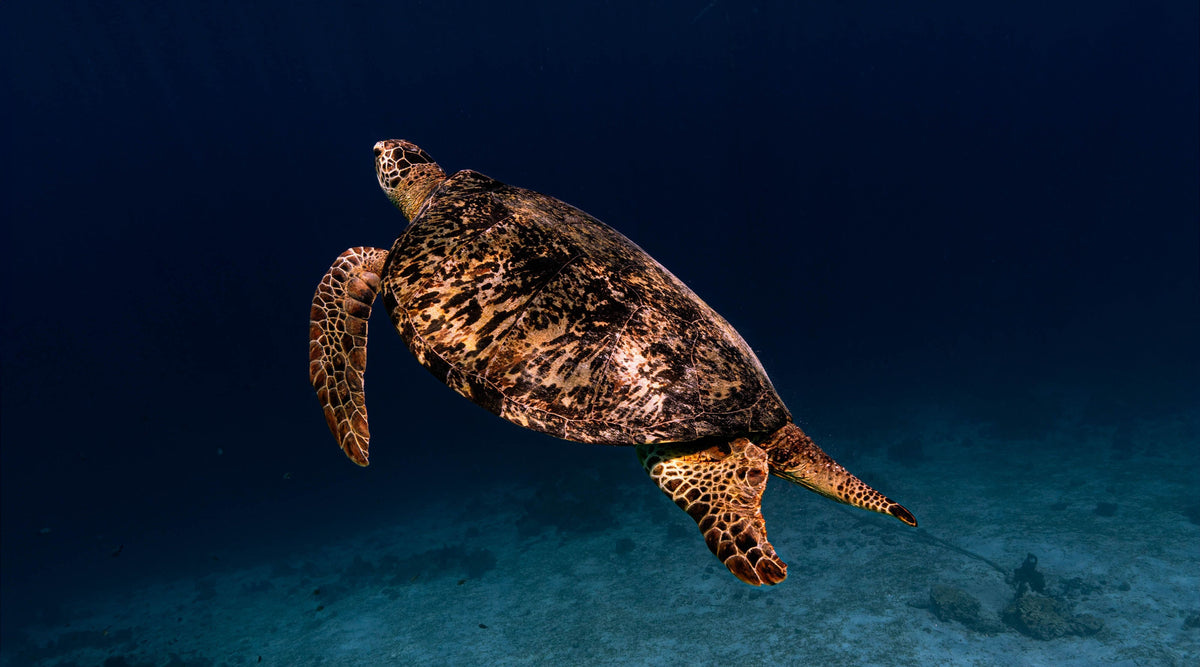 Wild turtle swimming in the sea