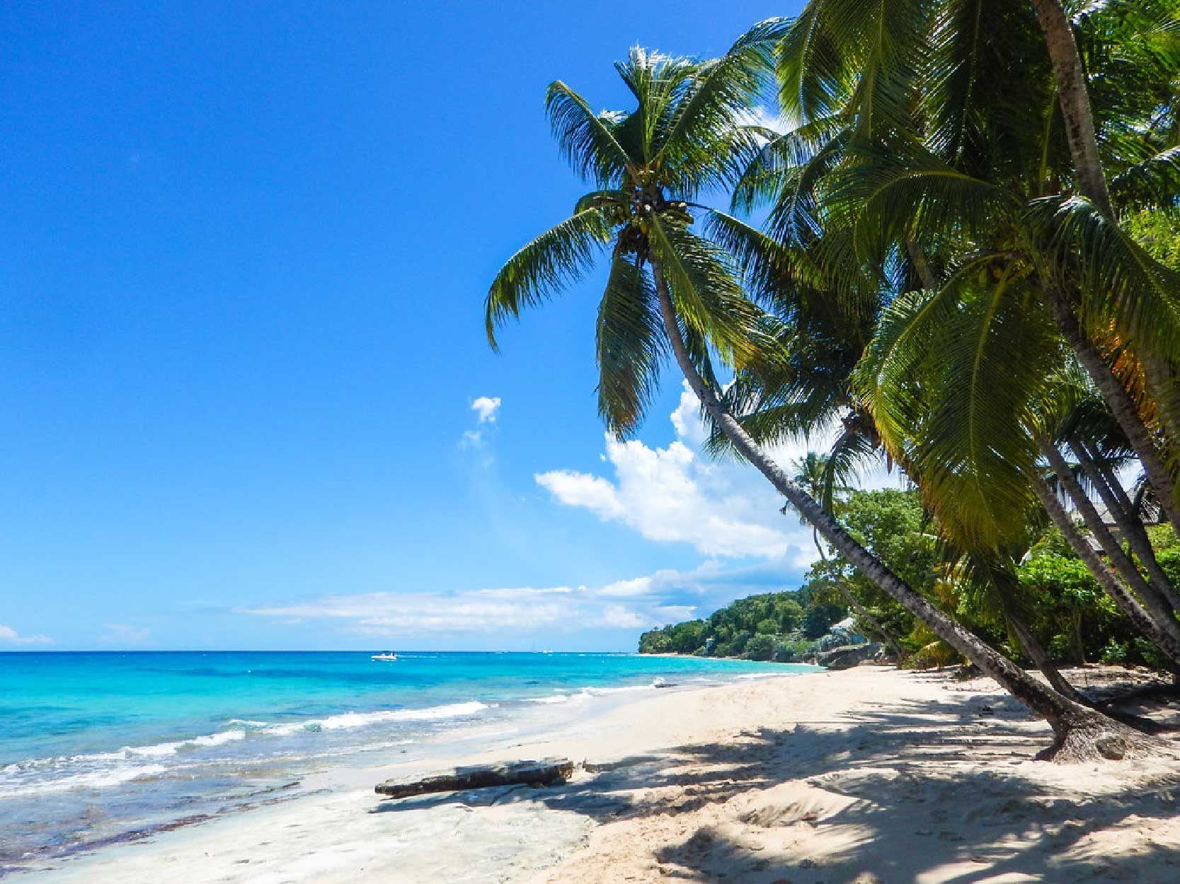 alleynes bay the lonestar