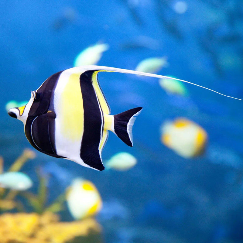 Moorish Idol Fish