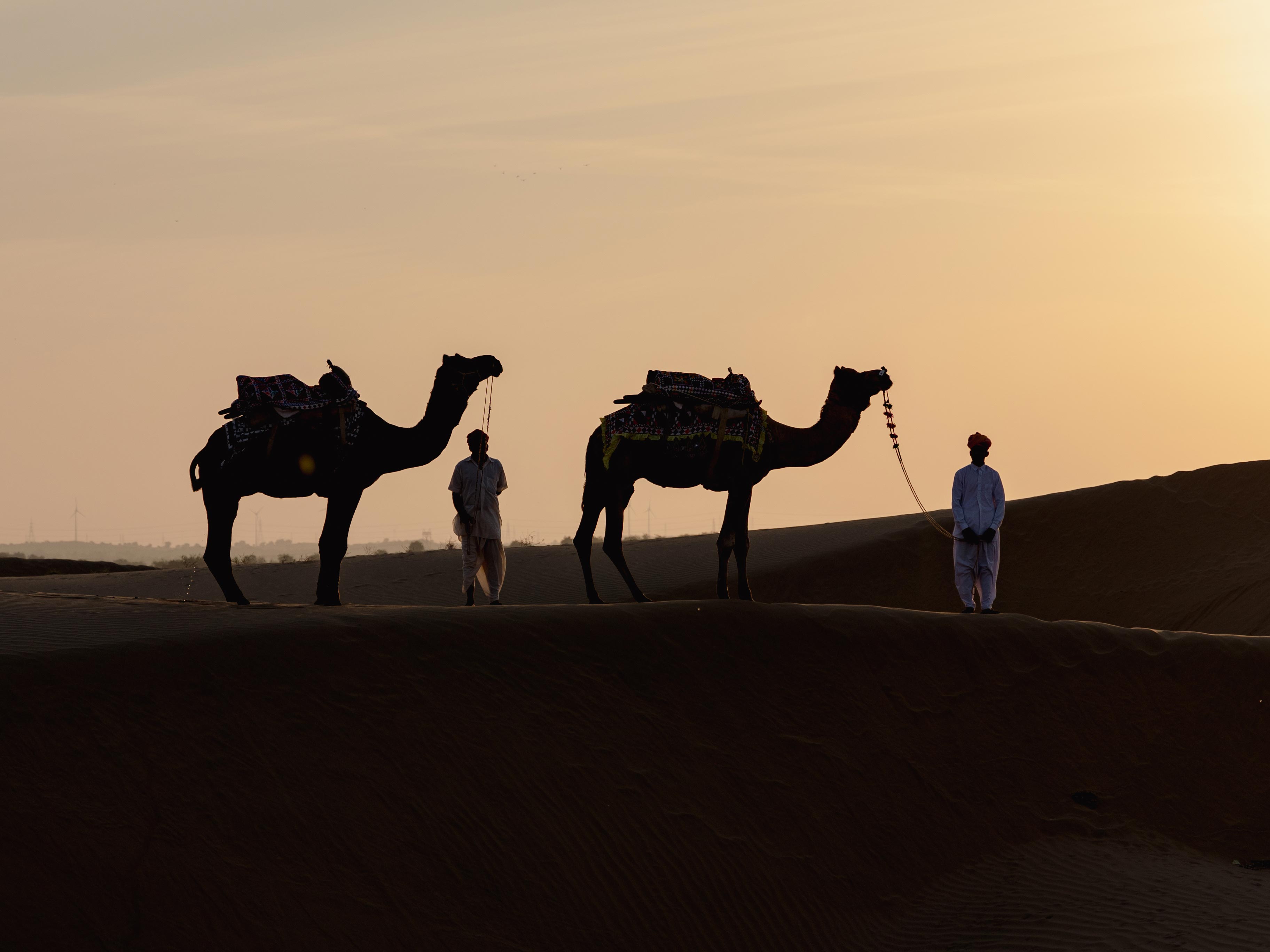 camels in the desert at SUJÁN The Serai