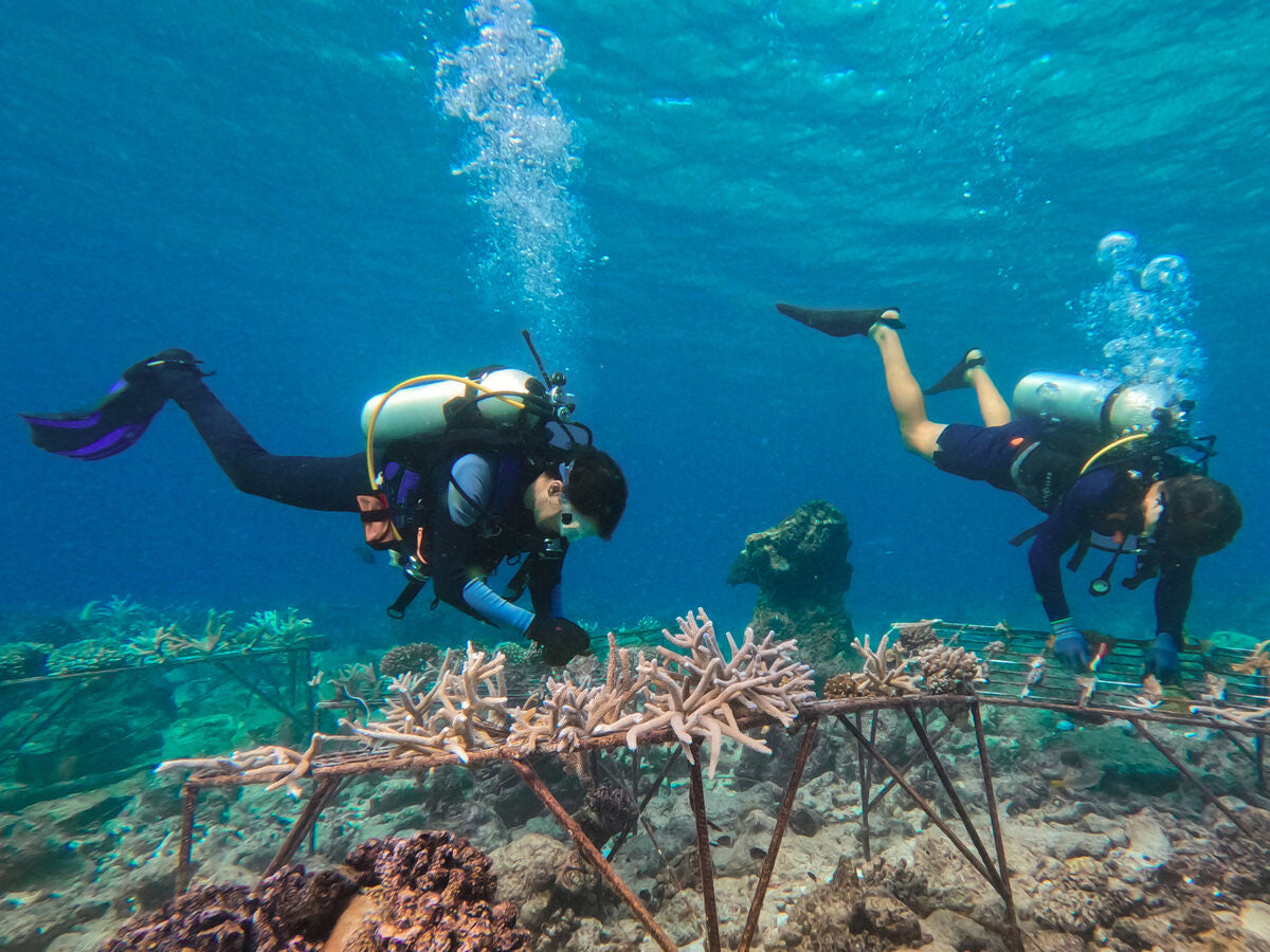 Divers do coral fusion in the maldives to restore coral