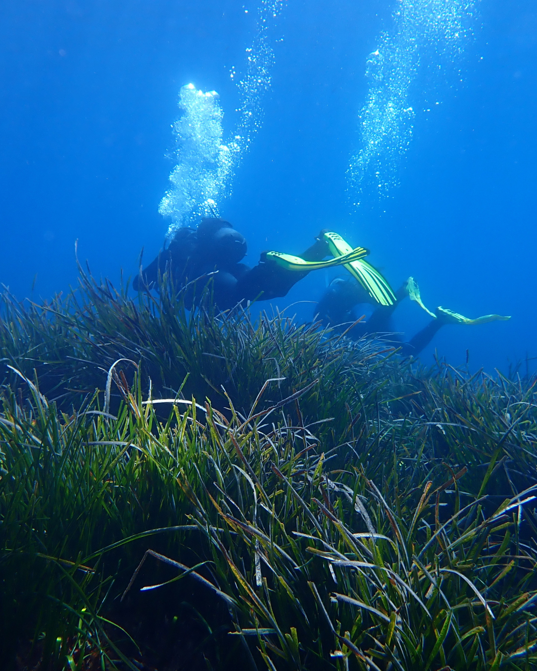 Underwater scene with two scuba divers swimming among dense green seagrass in clear blue water, with rising bubbles visible.