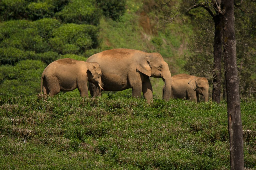 Three elephants walking through a grassy field with trees in the background