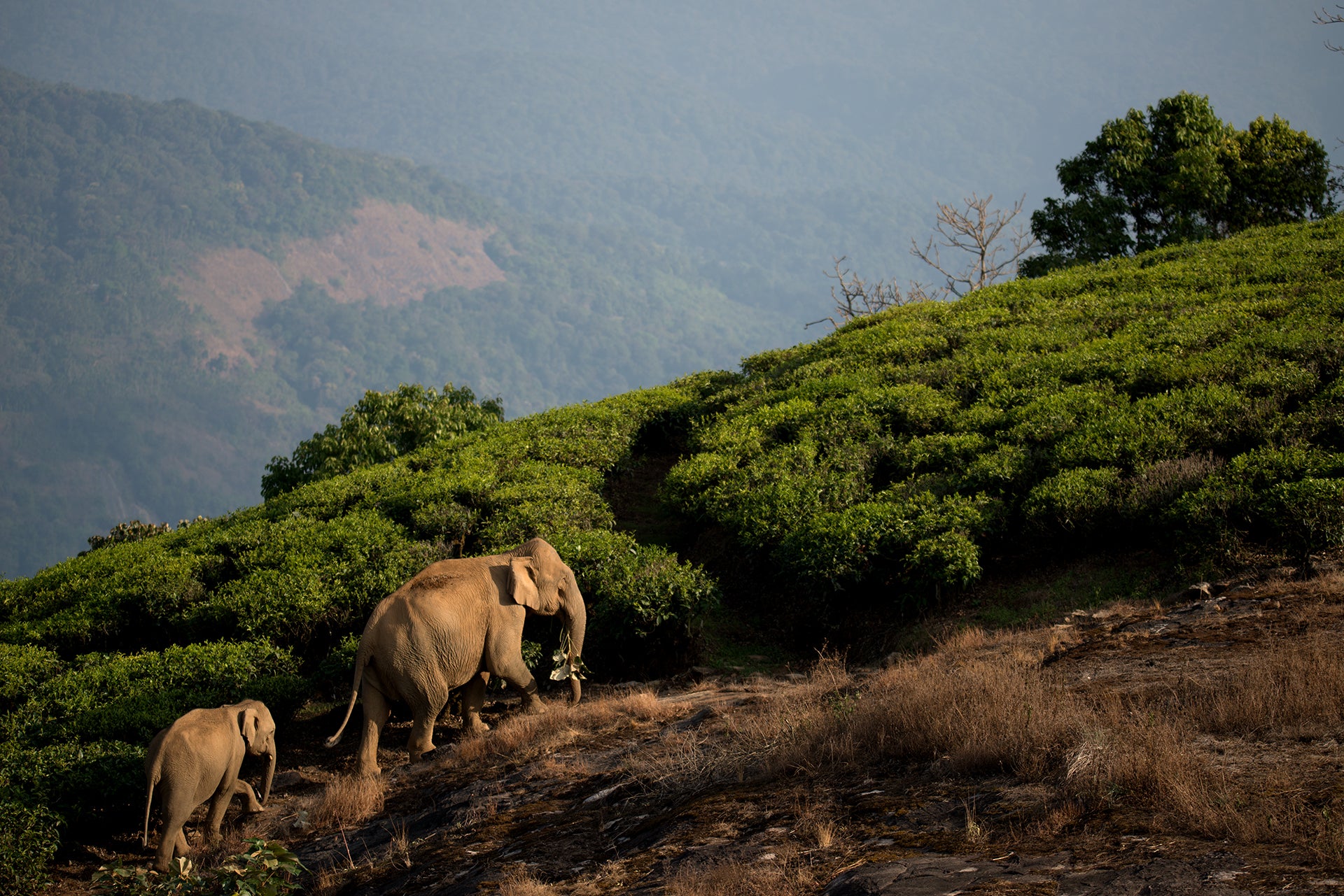 Two elephants walking on a grassy hill with mountains in the background