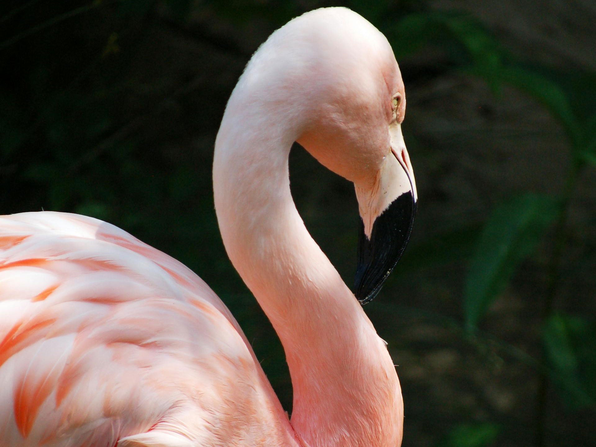 A pink flamingo which is the inspiration behind our 'Birds of the Bahamas' swimming shorts.