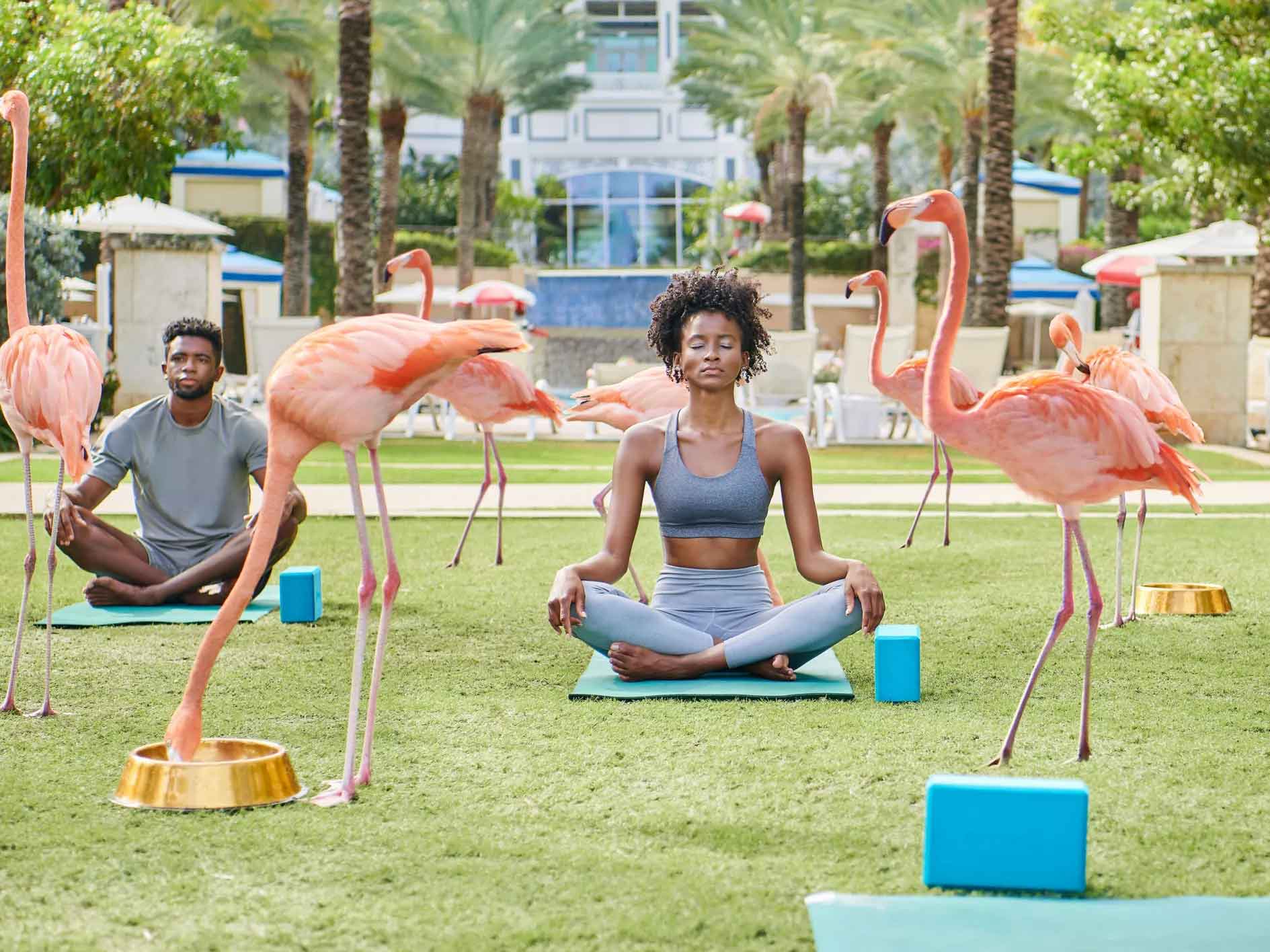 Flamingo yoga at Rosewood