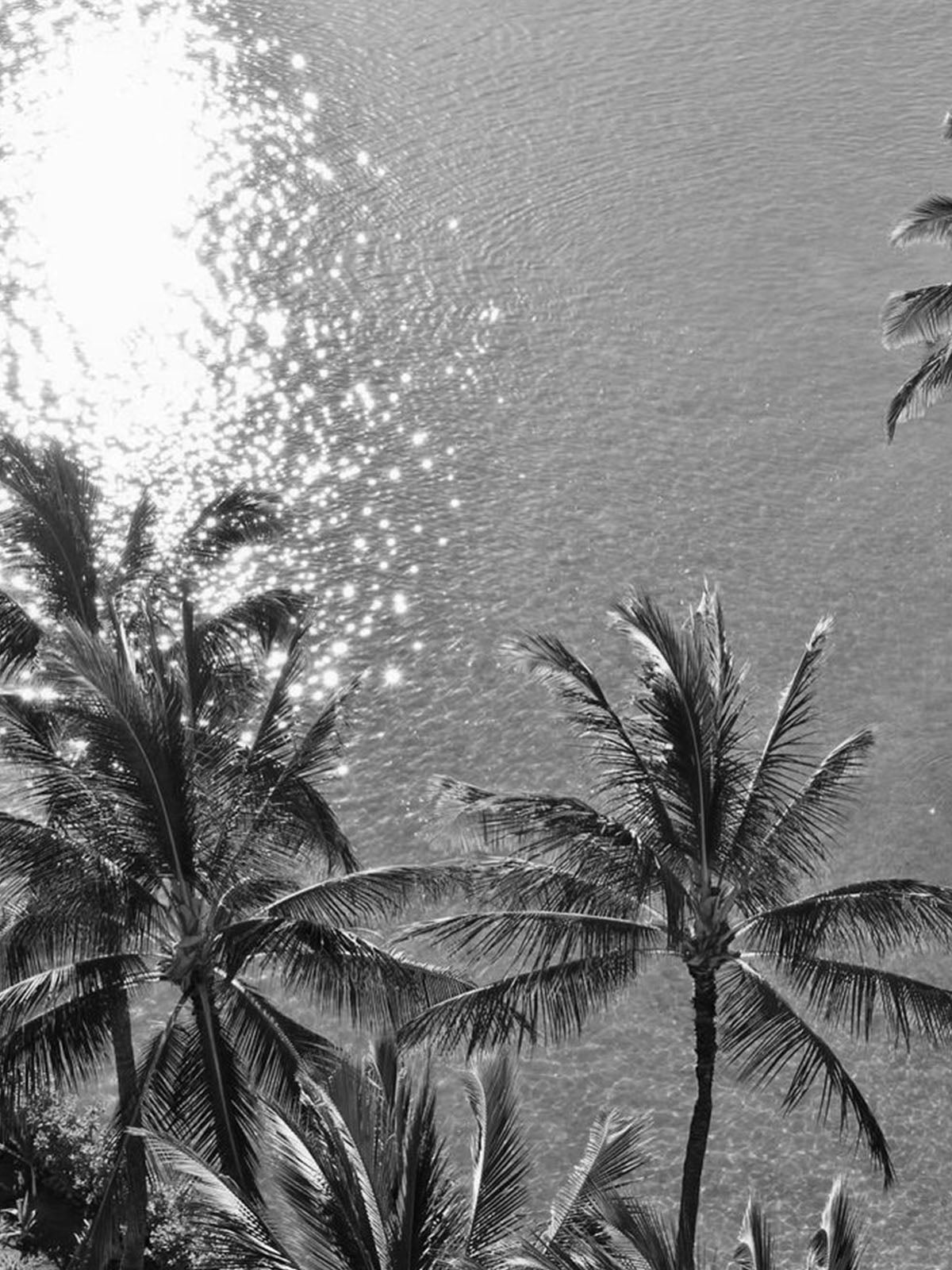 Black and white photo of palm trees by a body of water