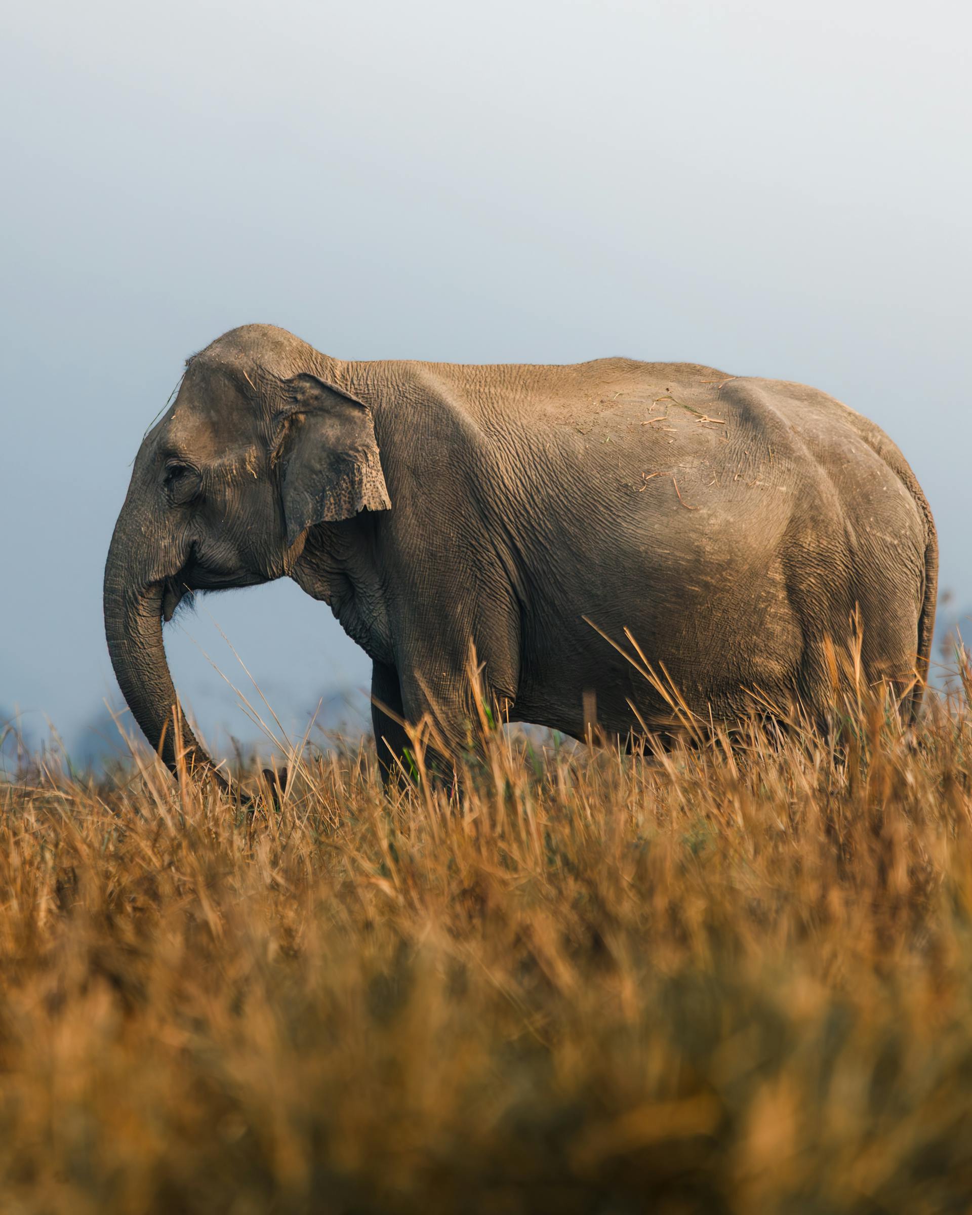 Elephant standing in a grassy field with a clear sky
