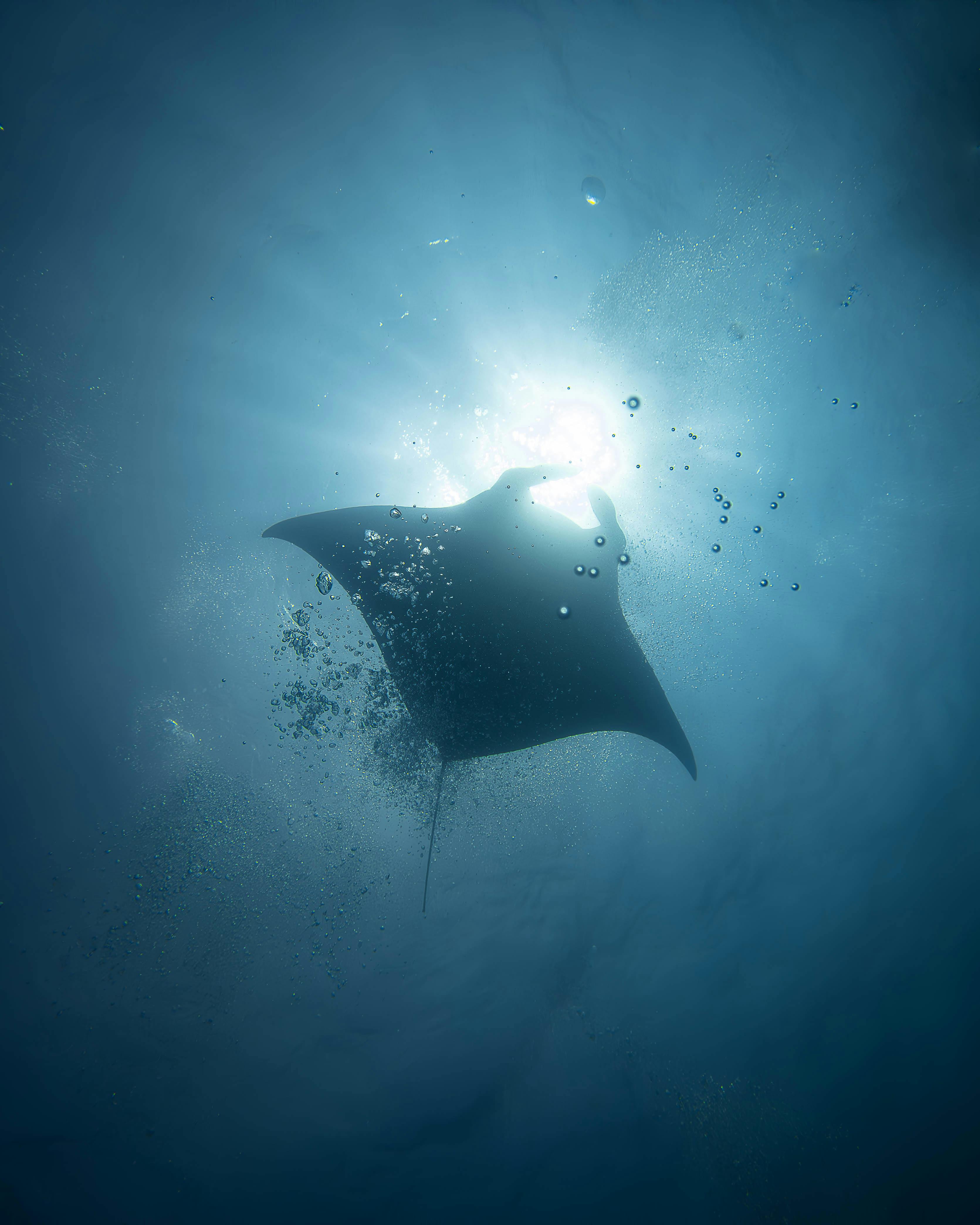 Manta ray swimming in clear blue water with sunlight filtering through