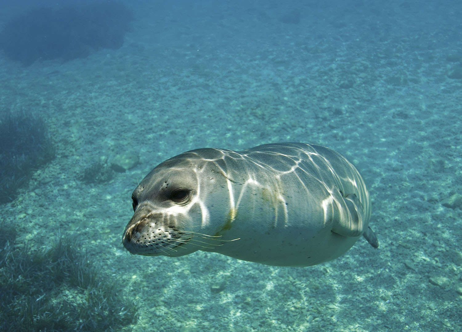 monk seals