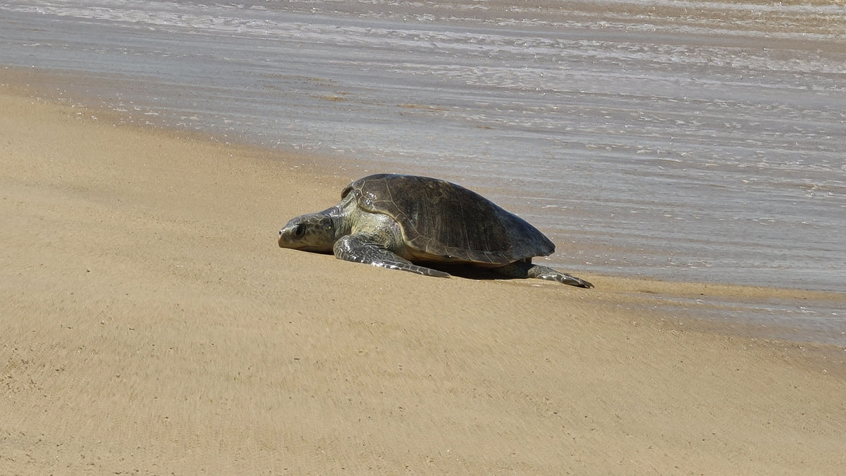 An Olive Ridley turtle resting on a sandy beach at the water's edge.