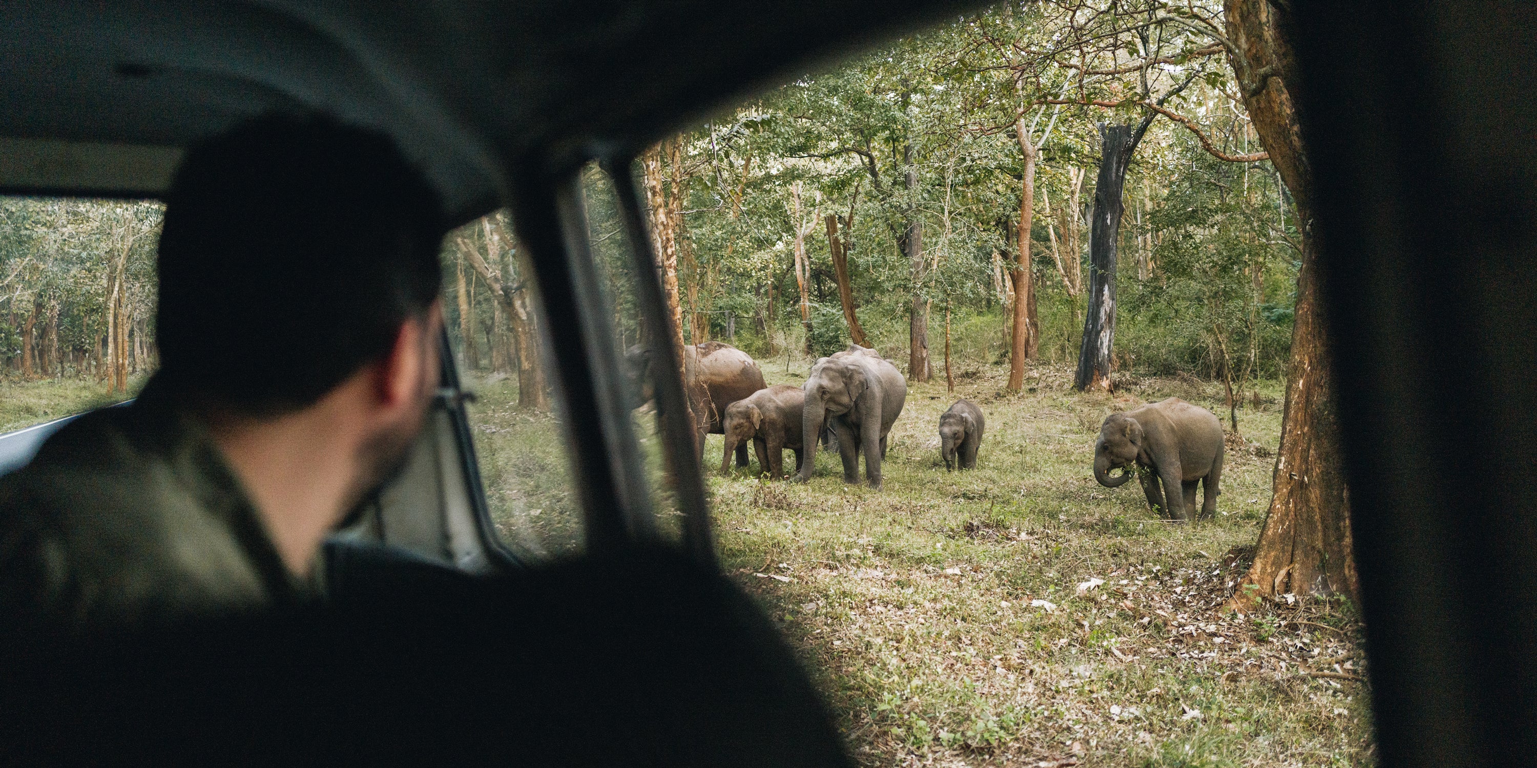 A person seen from inside a vehicle looking out at a herd of elephants walking through a forest clearing.