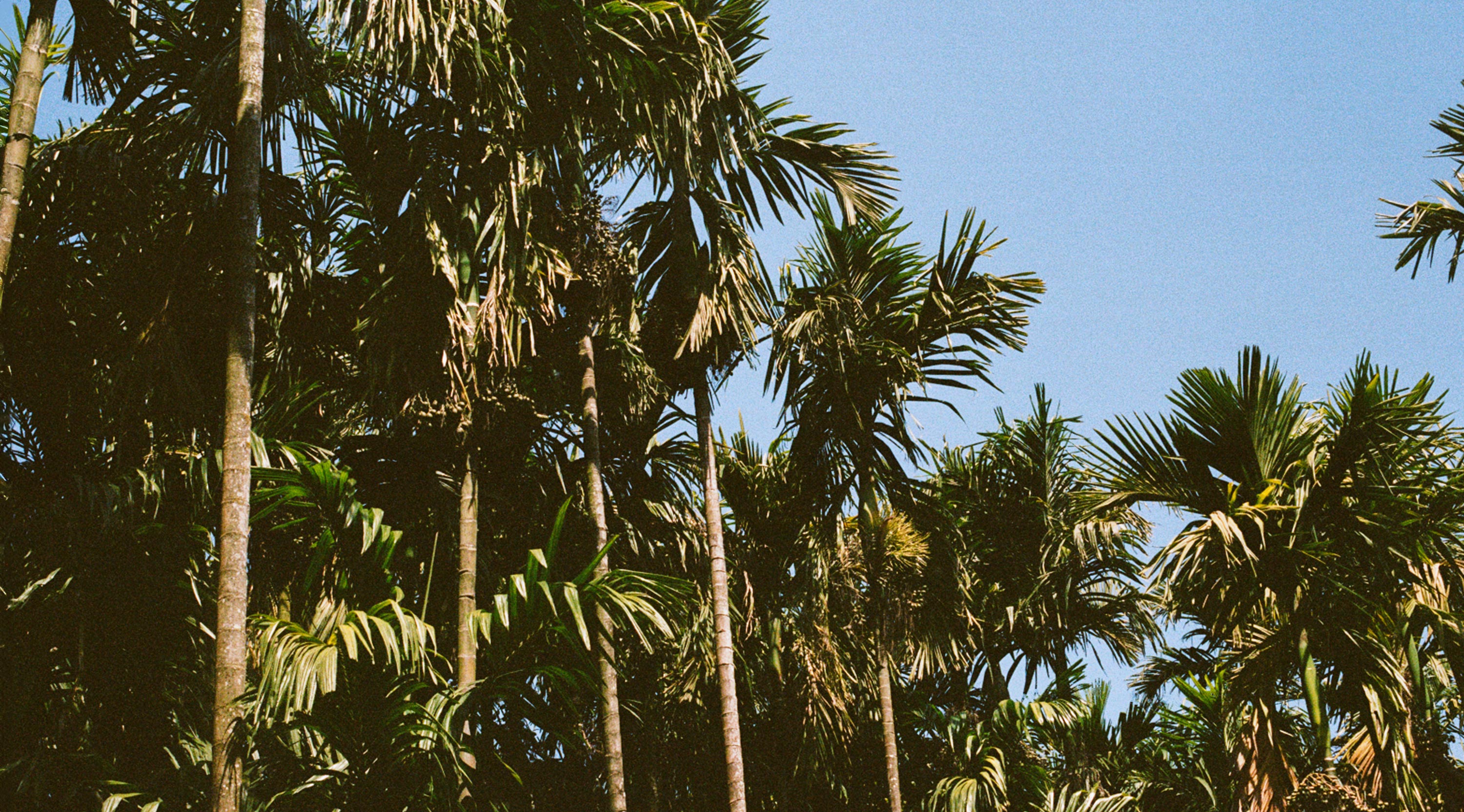 Tall palm trees against a clear blue sky