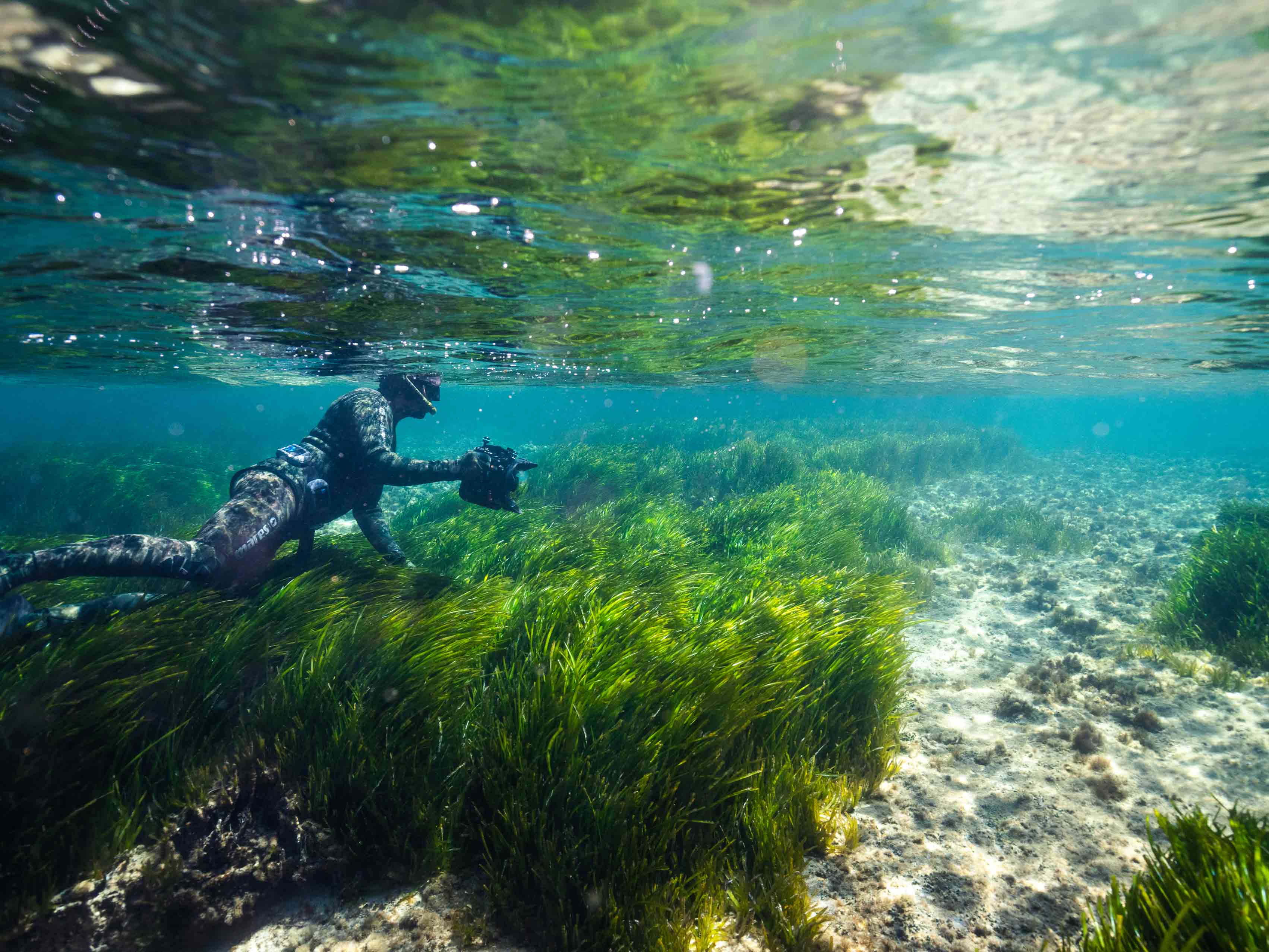 diver explores the posidonia sea grass in Ibiza