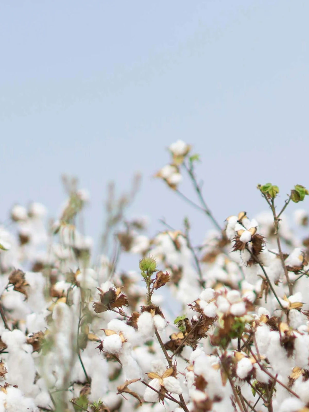 printed men swim shorts love brand