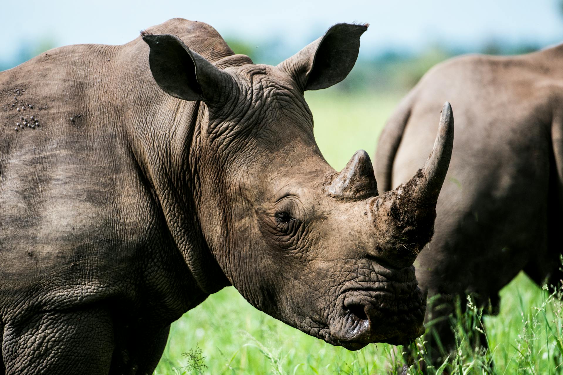 rhino conservation