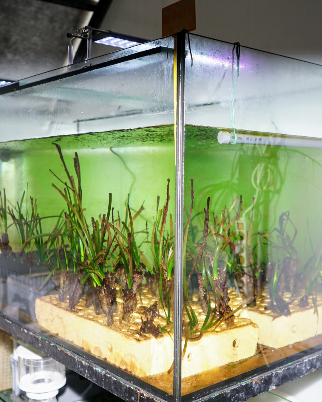 A glass terrarium containing green seagrass growing on light blocks.