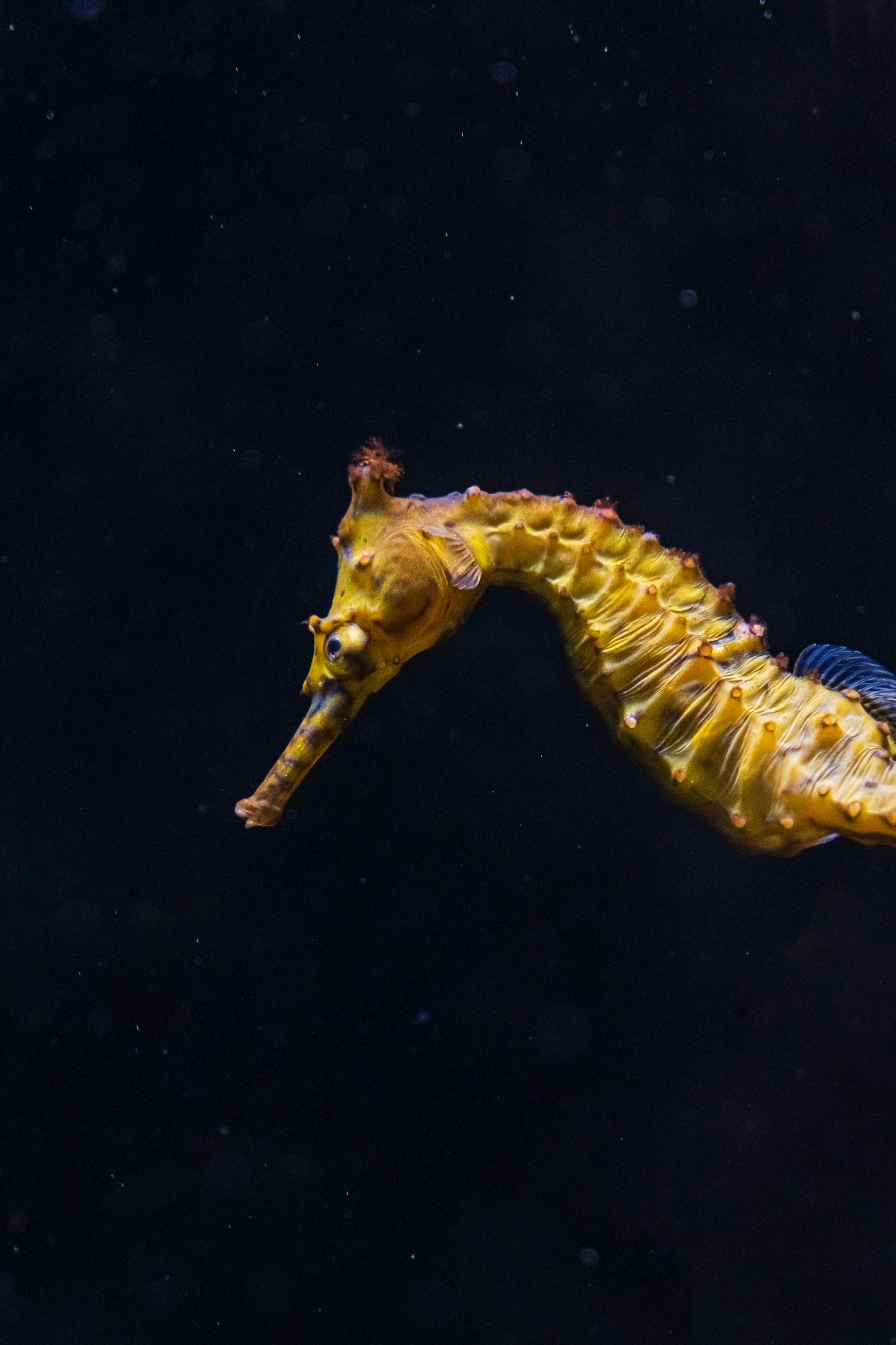 seahorse swimming in water