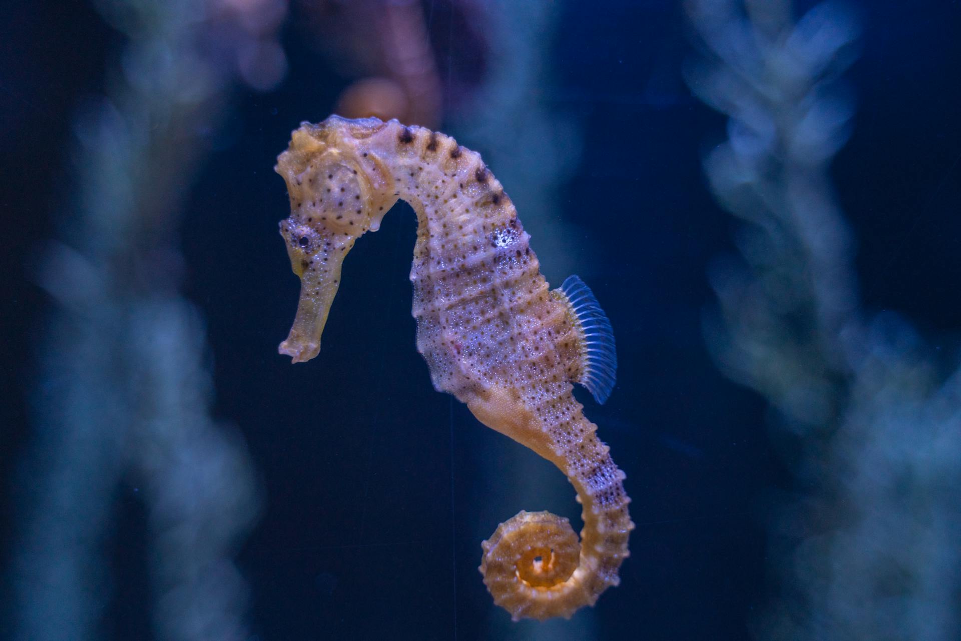 seahorse conservation project