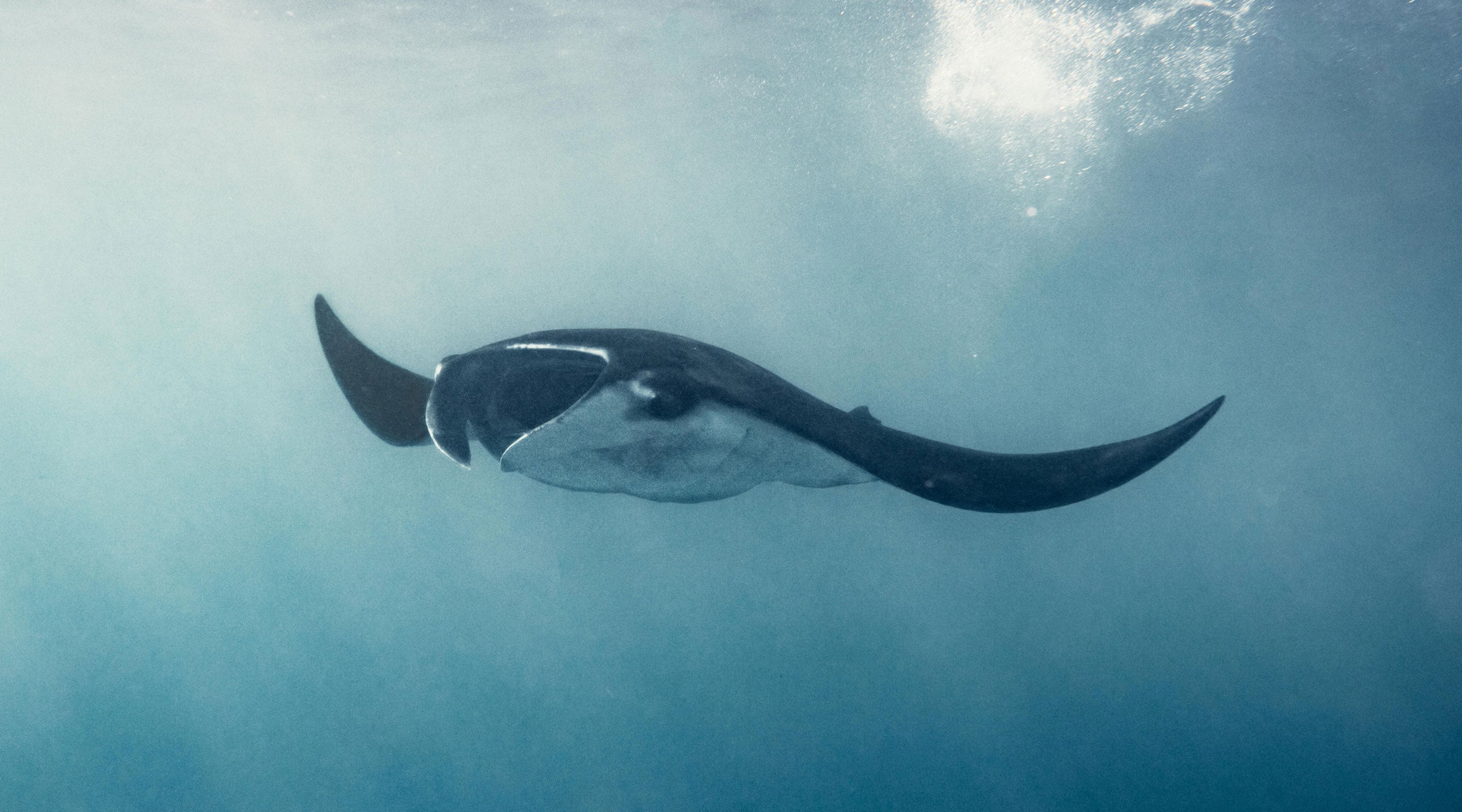 Manta ray swimming in clear blue water with sunlight filtering through
