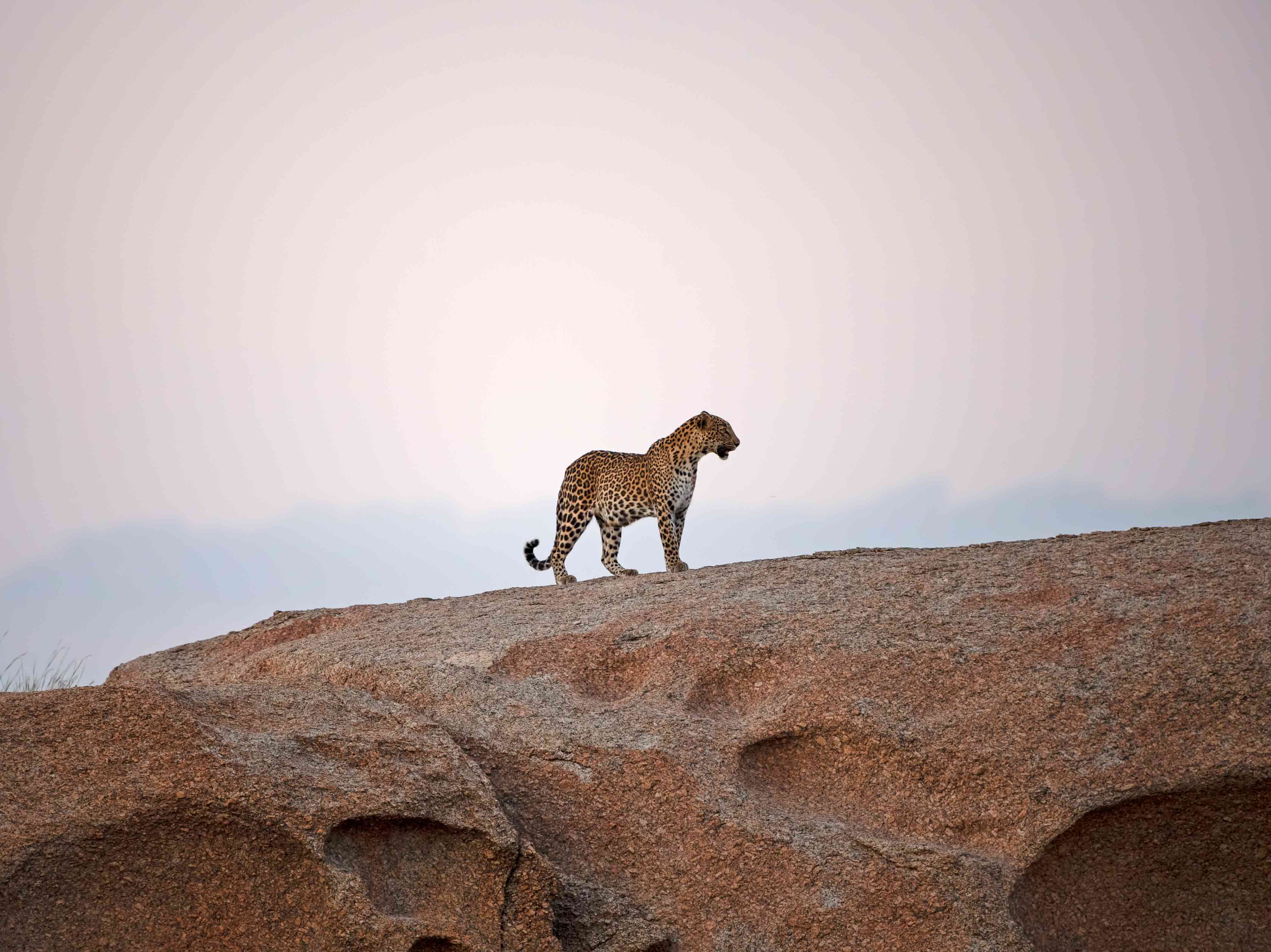 A leopard stands on a hill at Sujan Camp