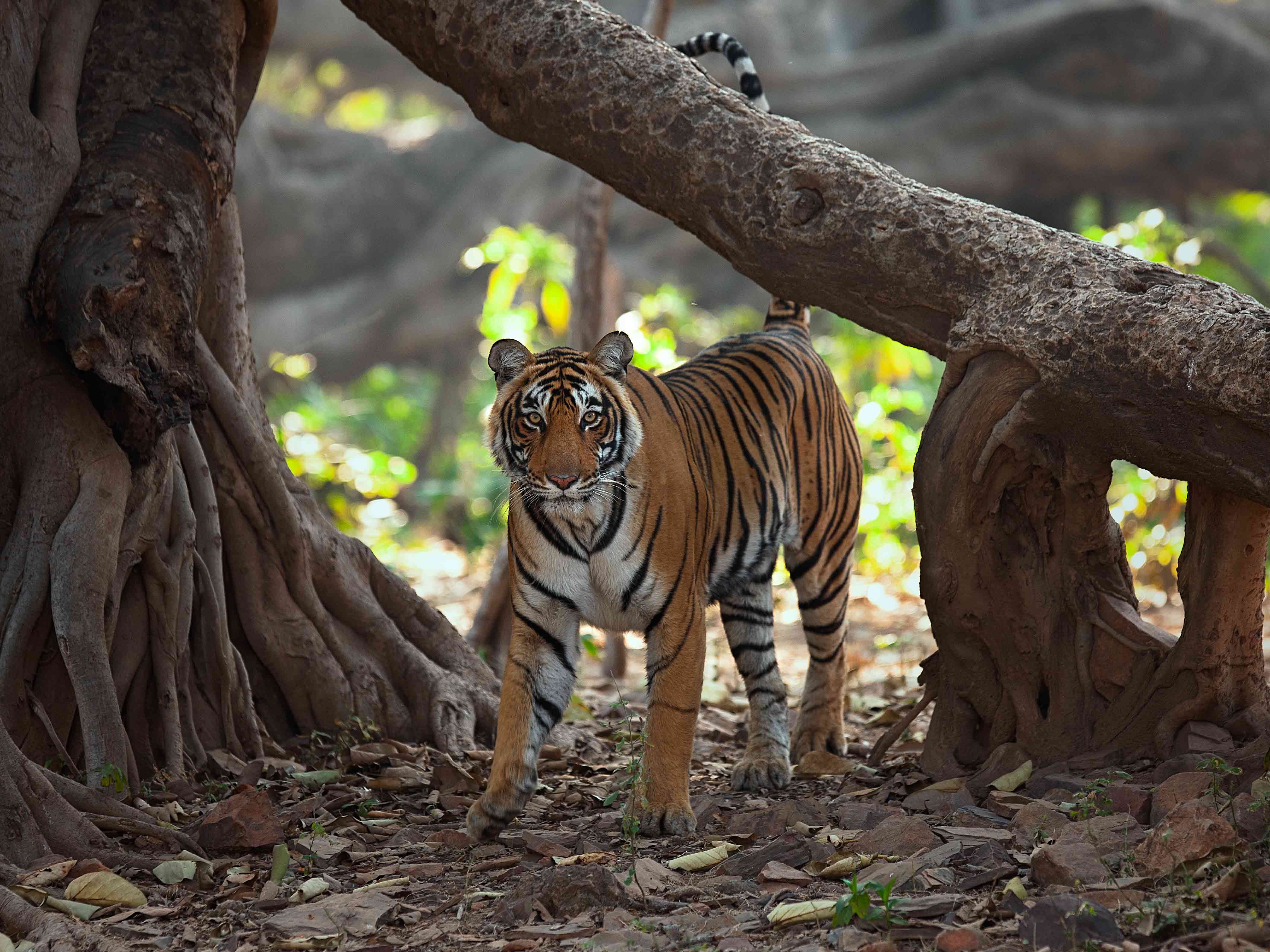 a tiger is spotted at SUJÁN Sher Bagh