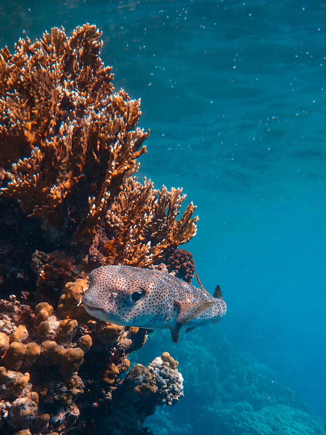 Fish hiding among coral in clear blue water