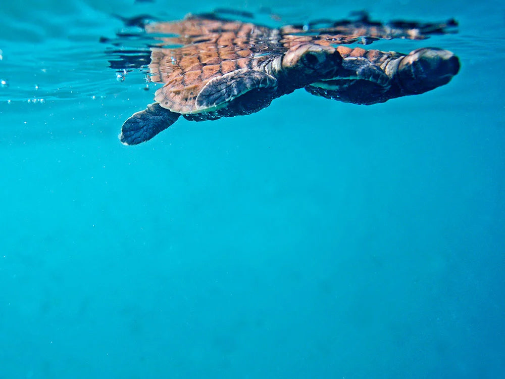 turtle hatchling swimming in the waters of the Seychelles