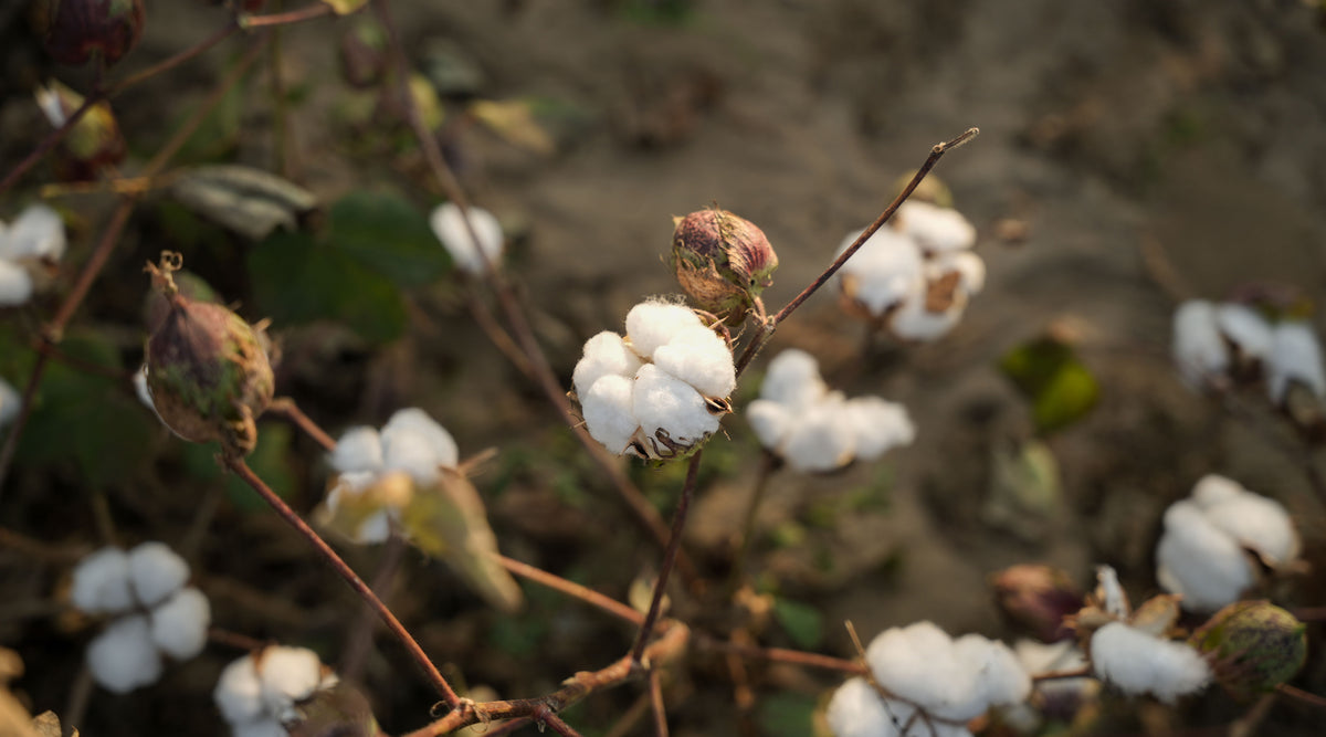 Close-up of cotton bolls on a cotton plant, with white fluffy cotton fibers and brown stems against a blurred outdoor background.