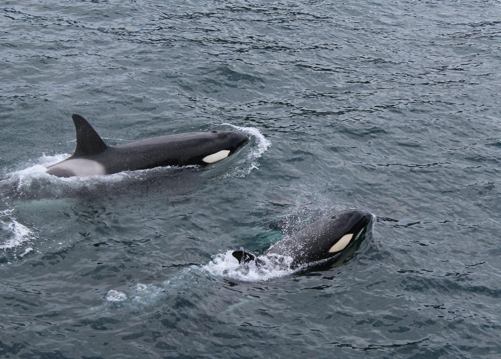 wild orca whales