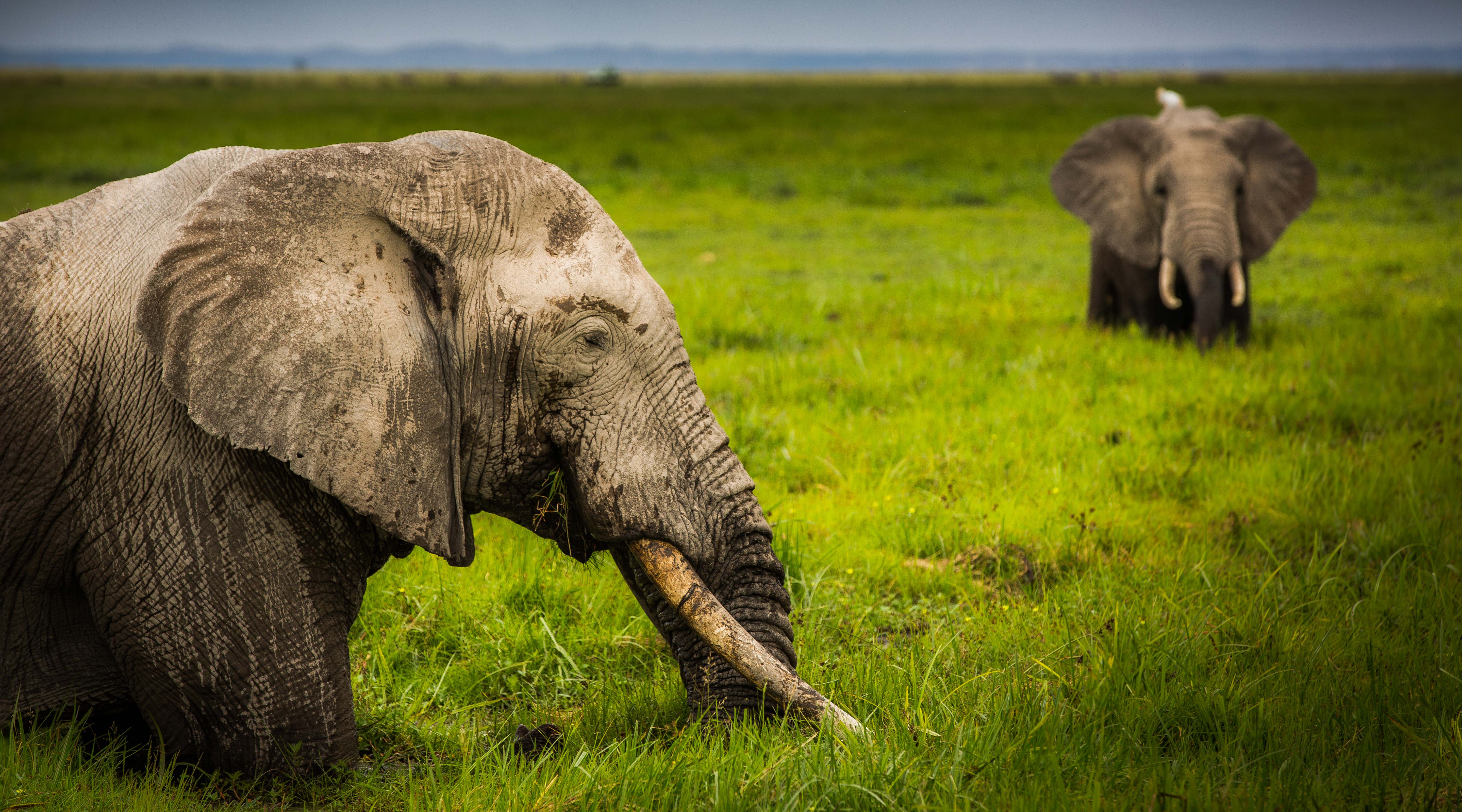 Two elephants walking through a grassy field with a clear sky.