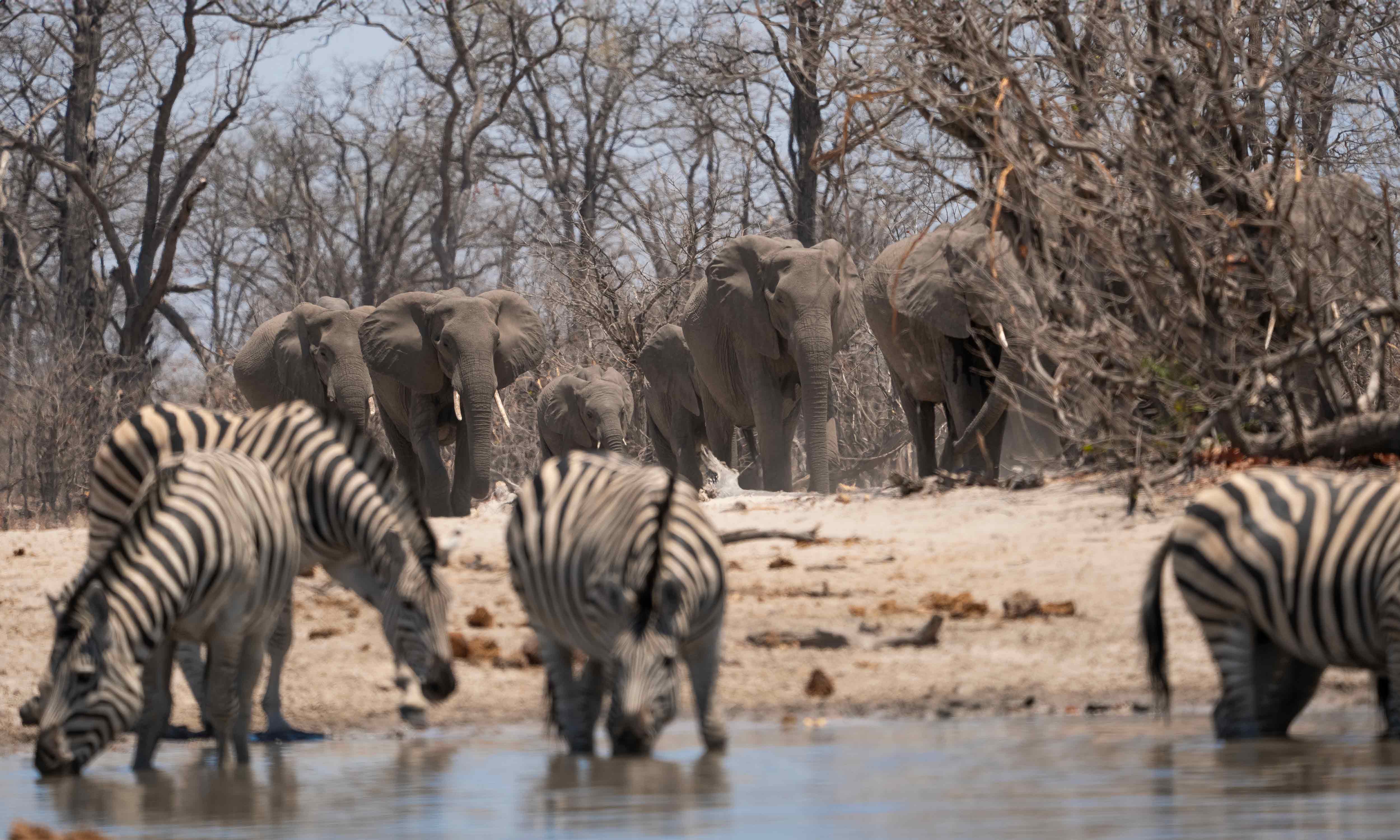 Elephants & zebras at a watering hole