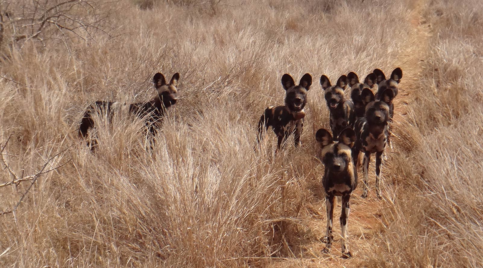 African Wild Dogs