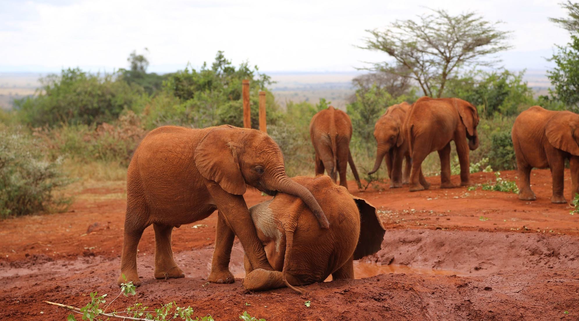 Barsilnga playing with another elephant