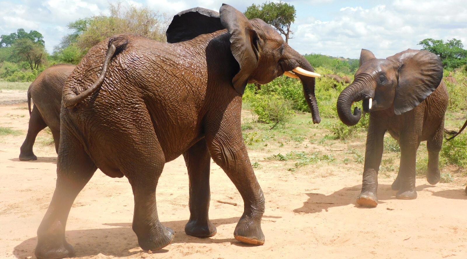 Barsilinga with other elephants