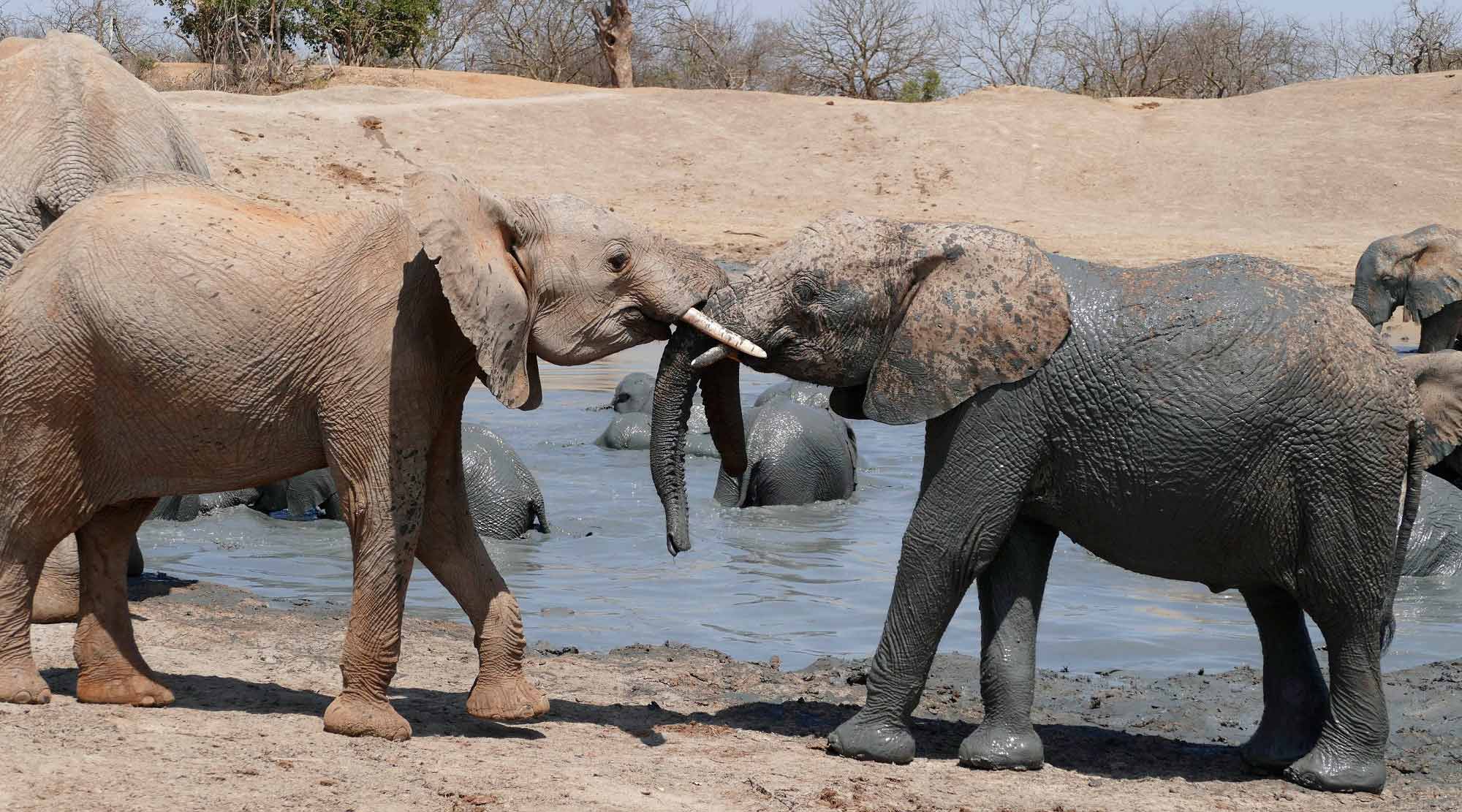 Barsilinga playing with another elephant