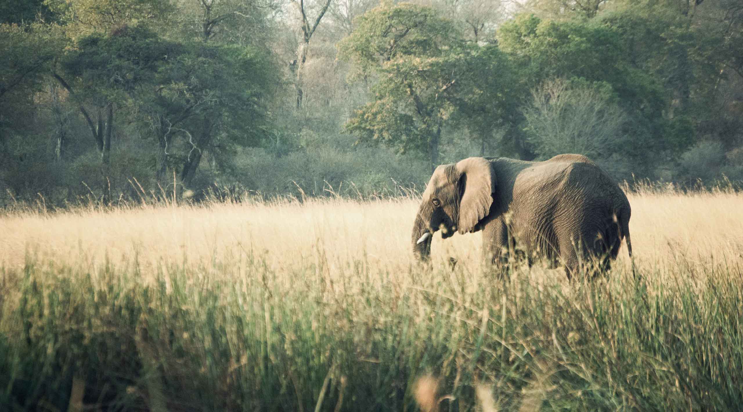 Elephant being shown by Dulu